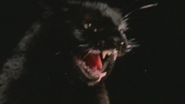 The Black Cat (1981)