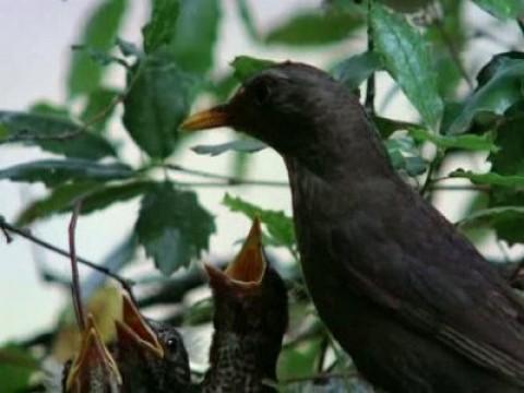 Los pequeños matadores I