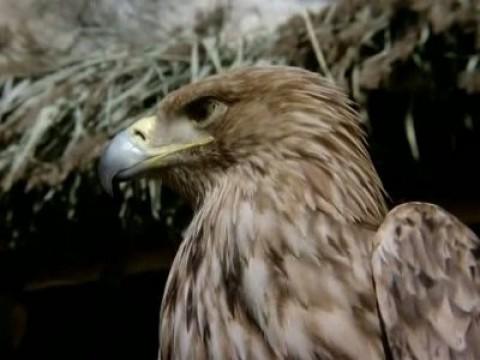 El valle de las águilas