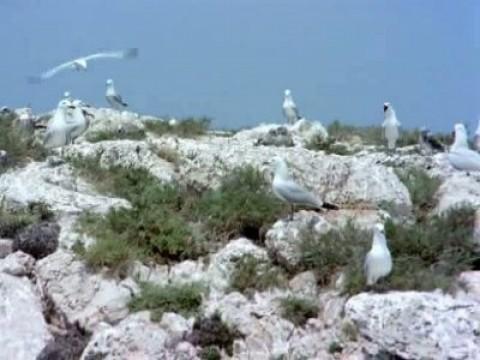 Cabrera, paraíso insular II