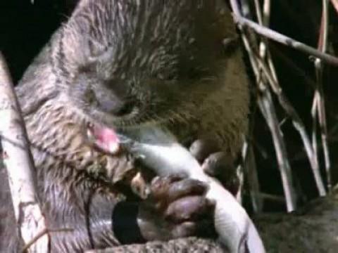 Las tablas de Daimiel II