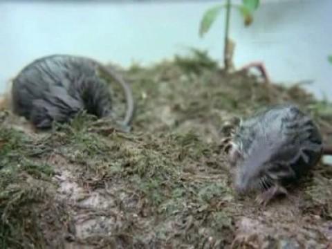 La conquista del agua I