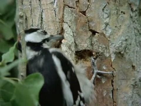 La Olimpiada zoológica II