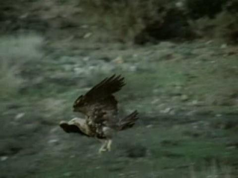 El águila imperial I