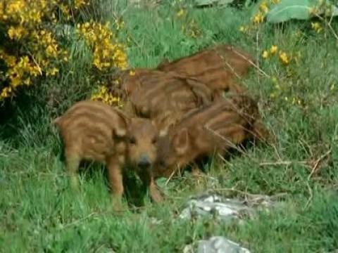 Los pájaros carpinteros III