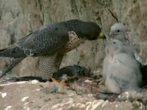 Las aves esteparias I