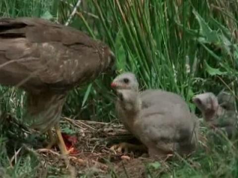 Las aves esteparias III