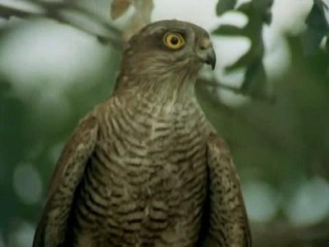 Rapaces ibéricas diurnas