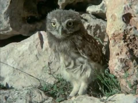 Las rapaces nocturnas ibéricas