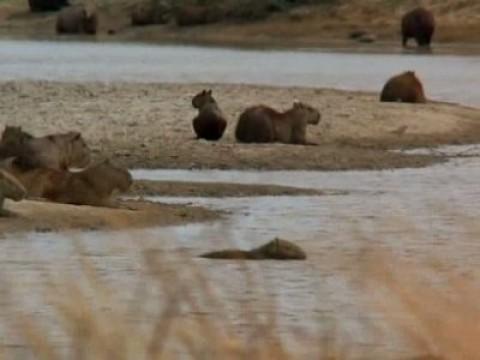 El rodeo de los Chigüires