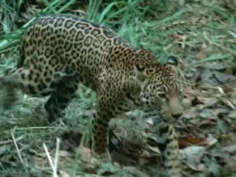 El mundo del jaguar