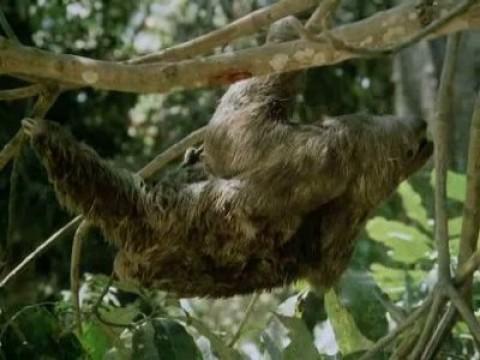 La selva virgen venezolana