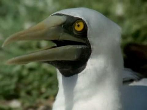 La isla de los alcatraces