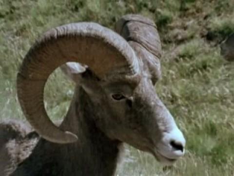 Gran fauna canadiense I