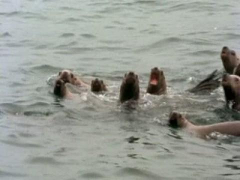 Gran fauna canadiense II