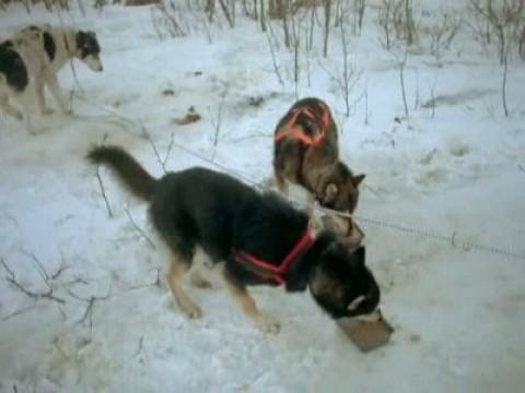 Iditarod (1.000 millas sobre hielo) I