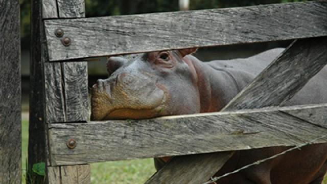 Cocaine Hippos