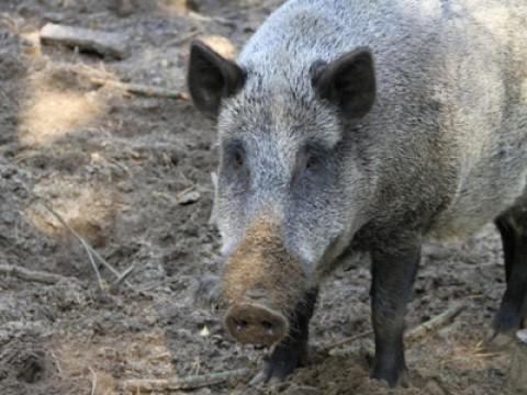 Feral Pig Plague