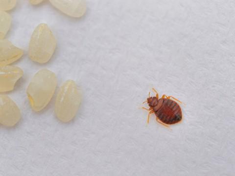 Bed Bug Plague