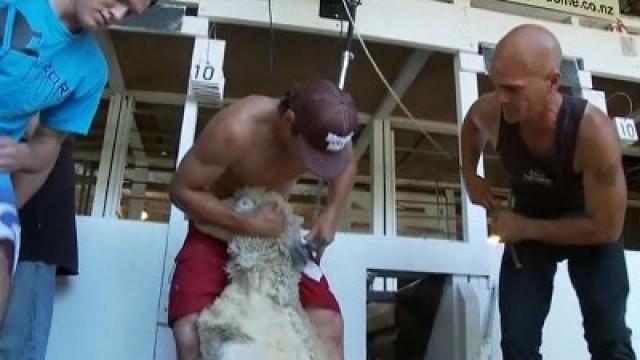 Sheep Shearing Nitro Style