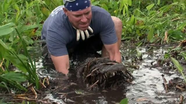 Mud Gator Attacks