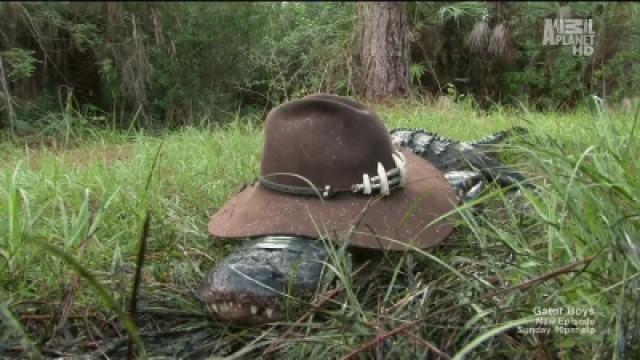 Horse-Devouring Gator