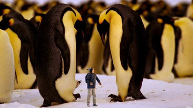 Emperor Penguins