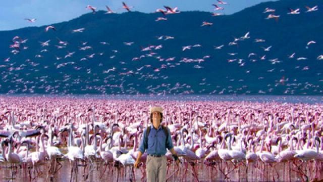 Flamingos