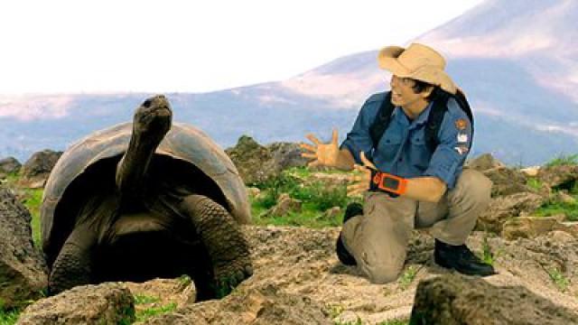 Giant Tortoises