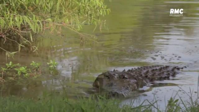 Alligator contre gar au Texas !