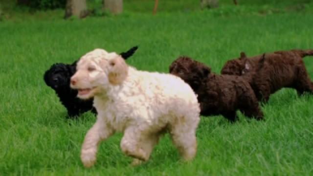 Fuzzy Polar Puppies