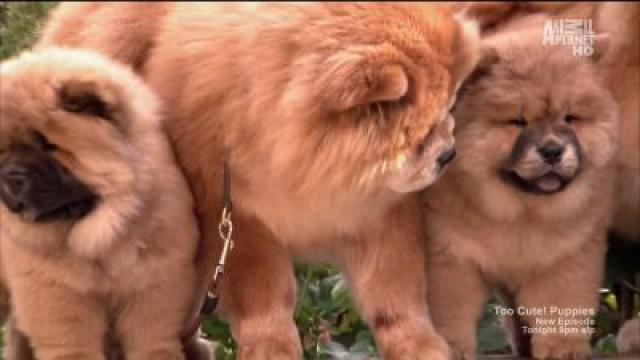 Super Fluffy Puppies