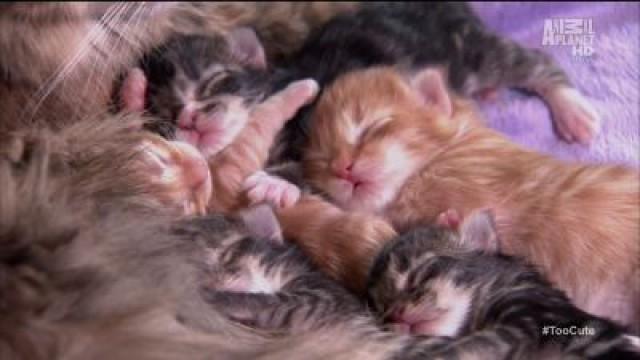 Top 20 Kittens