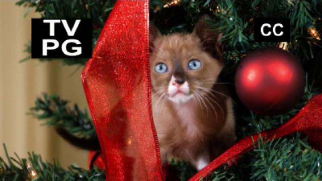 Puppy and Kitten Holiday Special