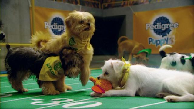 Puppy Bowl XIII