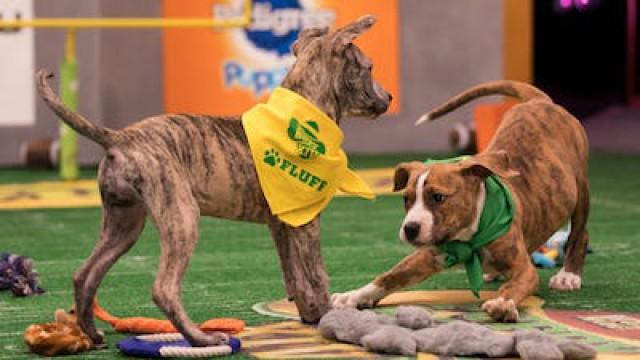 Puppy Bowl XIV: Pup-Triots vs B-Eagles