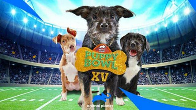 Puppy Bowl XV - Winner Takes All