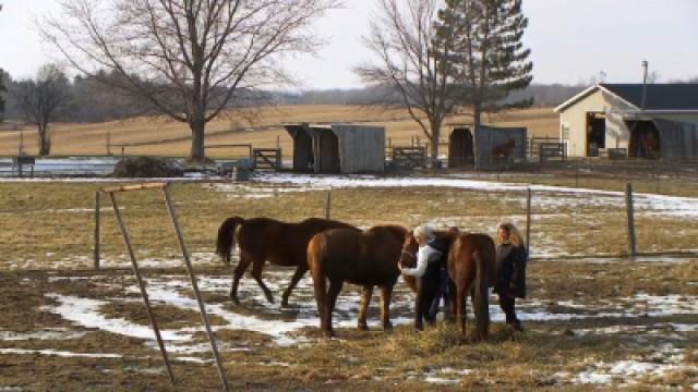 A Plague on Both Your Horses