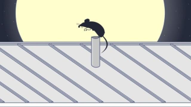 Gus' Rooftop Rat