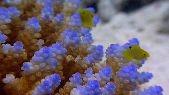 Great Barrier Reef