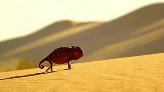 Namib Desert