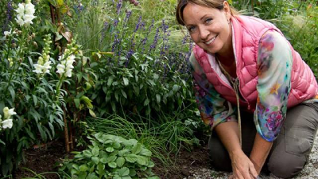 Barrväxterna gör comeback