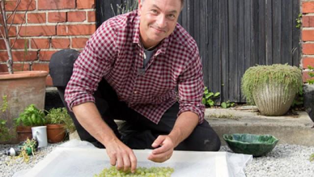 Så tar du hand om dina tomatplantor