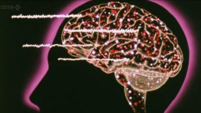 Brain