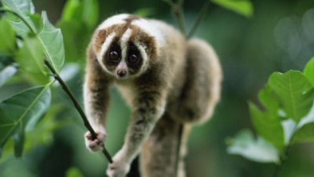 The Slow Loris