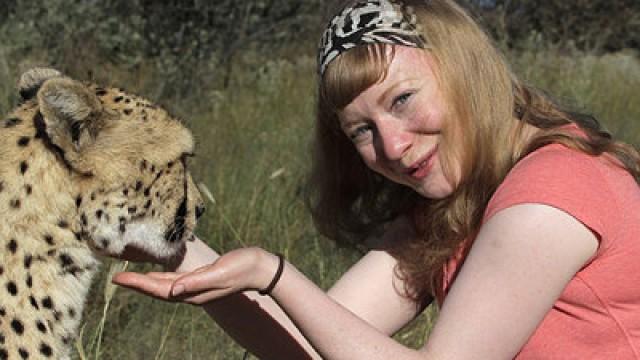Wie schnell rennt der Gepard?