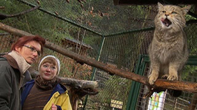 Wo ist die Wildkatze?