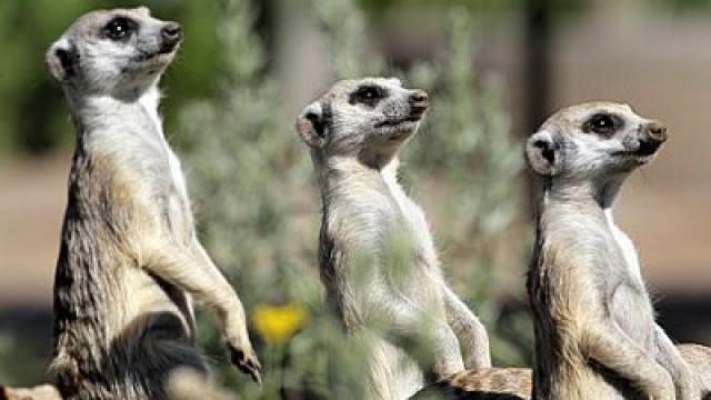 Hallo Erdmännchen!