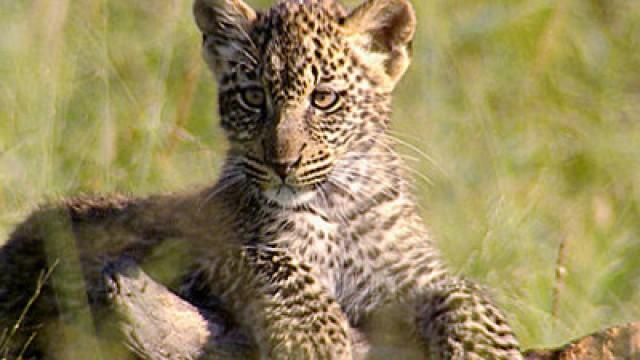 Was macht der Leopard im Baum?