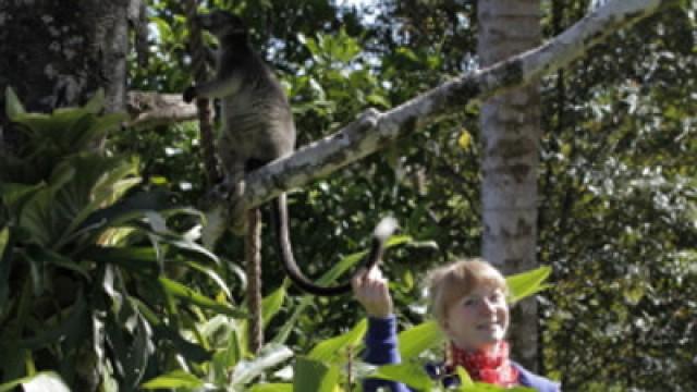 Was macht das Känguru im Baum?